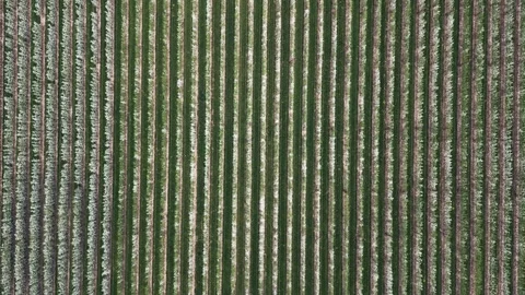 Apple Orchard Aerial Video stock 307965334