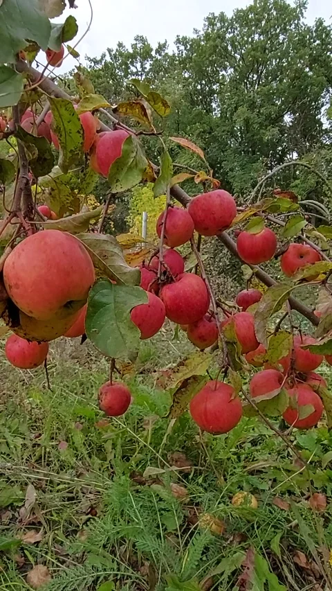 Apple orchard. Apple picking. A beautiful apple orchard with many ripe, red Stock Footage 318874092