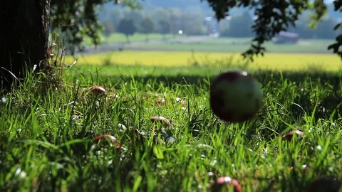 Apple orchard. Apples fall on the grass. Stock Footage 95934359
