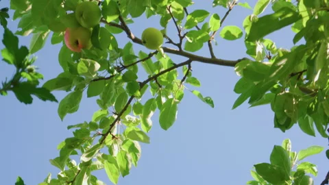 Apple orchard. Apples growing on tree against blue sky on sunny day. Stock Footage 202141052