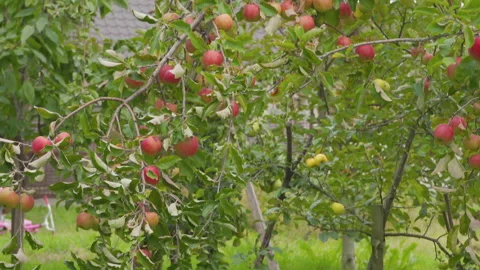 Apple orchard in autumn Stock Footage 337247069