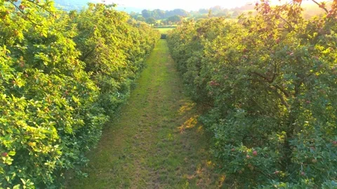 Apple Orchard B-Roll 스톡 동영상 250273124