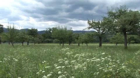 Apple orchard biodynamic Stock Footage 1008633