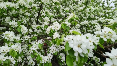 The apple orchard is in bloom. Fruit blossoms. Branches with white flowers close 库存影片 239644739