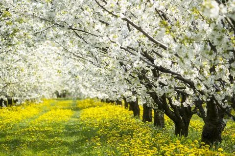 Apple orchard in bloom Stock Photos