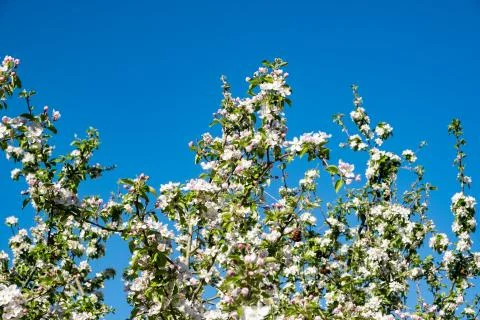 Apple orchard in bloom in spring under the sun and blue sky Stock Photos