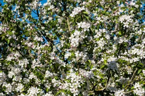 Apple orchard in bloom in spring under the sun and blue sky Stock Photos