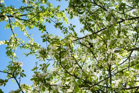 Apple orchard in bloom in spring under the sun and blue sky Stock Photos
