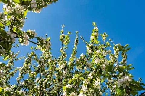Apple orchard in bloom in spring under the sun and blue sky Stock Photos