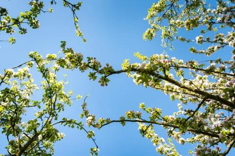 Apple orchard in bloom in spring under the sun and blue sky Stock Photos