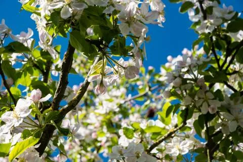 Apple orchard in bloom in spring under the sun and blue sky Stock Photos