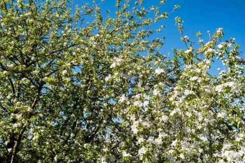 Apple orchard in bloom in spring under the sun and blue sky Stock Photos