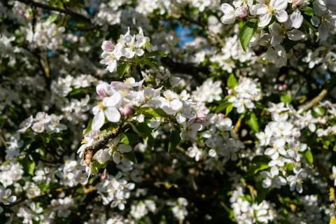 Apple orchard in bloom in spring under the sun and blue sky Stock Photos