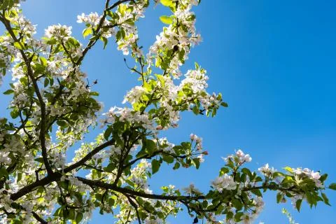 Apple orchard in bloom in spring under the sun and blue sky Stock Photos