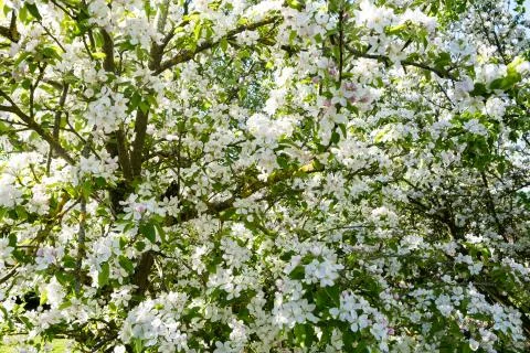 Apple orchard in bloom in spring under the sun and blue sky Foto stock
