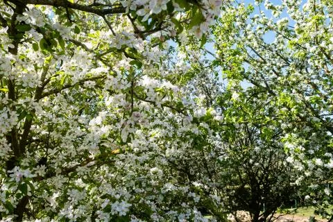 Apple orchard in bloom in spring under the sun and blue sky Stock Photos