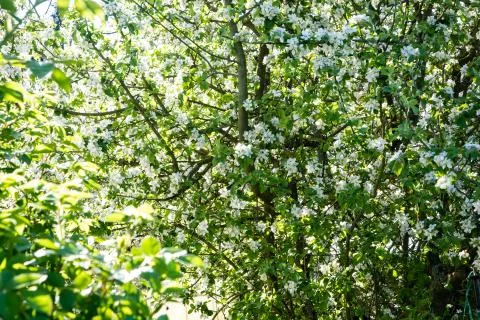 Apple orchard in bloom in spring under the sun and blue sky Stock Photos
