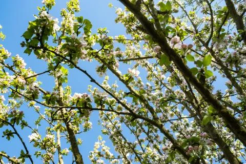 Apple orchard in bloom in spring under the sun and blue sky Stock Photos