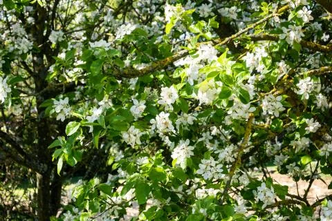 Apple orchard in bloom in spring under the sun and blue sky Stock Photos