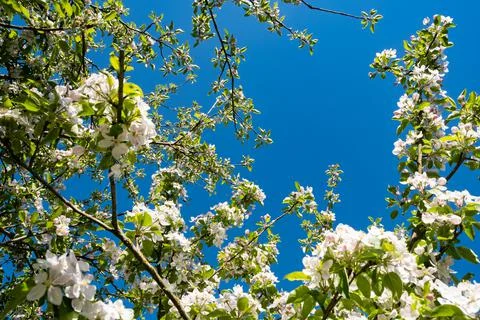 Apple orchard in bloom in spring under the sun and blue sky Stock Photos