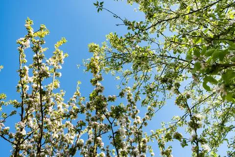 Apple orchard in bloom in spring under the sun and blue sky Stock Photos