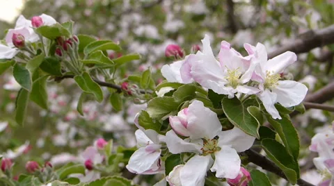 Apple orchard blooming Stock Footage 49811068