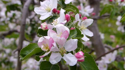 Apple orchard blooming Stock Footage 49811224