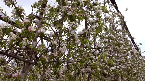 Apple orchard blooming Stock Footage 49812233