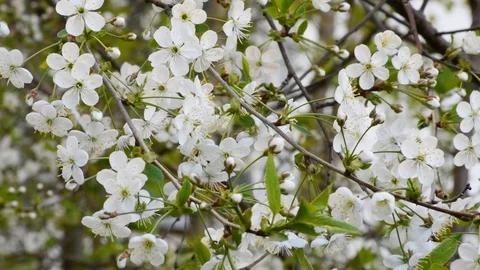 Apple orchard blooming in spring with fragrant smell Stock Footage 89416743
