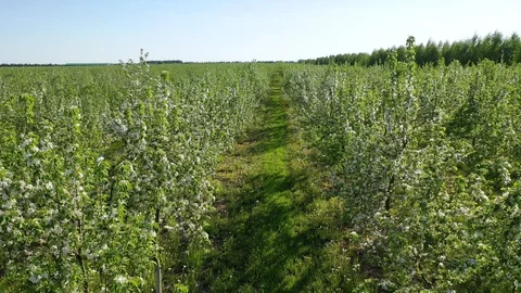 Apple Orchard Blooming With White Flowers On A Sunny Spring Day Aerial Stock Footage 128733083