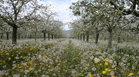 Apple orchard in blossom Stock Footage 55486776