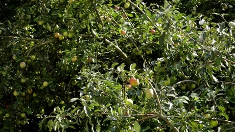 Apple orchard, camera movement Video stock 94212318