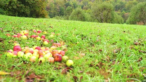 Apple orchard closeup ground level low angle view of fruit harvest Stock Footage 169350713
