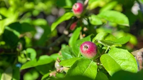 Apple Orchard closeup Stock Photos