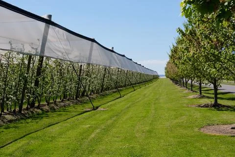 Apple orchard - Coldstream Stock Photos