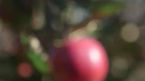 Apple in orchard dolly into focus Stock-Footage 58095986