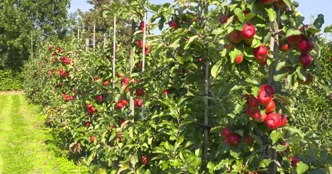 Apple orchard on dwarfing rootstocks Stock Footage 69242522