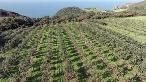 Apple orchard, Exmoor coast, Devon, England Stock Footage 251587172