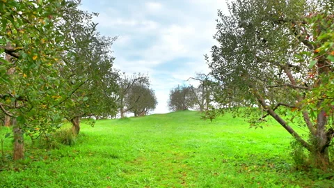Apple orchard farm fruit rows trees walking handheld on green grass hill Video stock 169345164