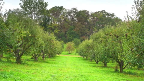 Apple orchard farm fruit rows trees walking down on green grass hill Stock Footage 169345655