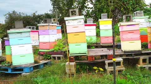 Apple orchard farm fruit trees and colorful boxes of honey bee hives Video stock 169350749