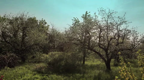 Apple orchard in feathers Stock Footage 50492214