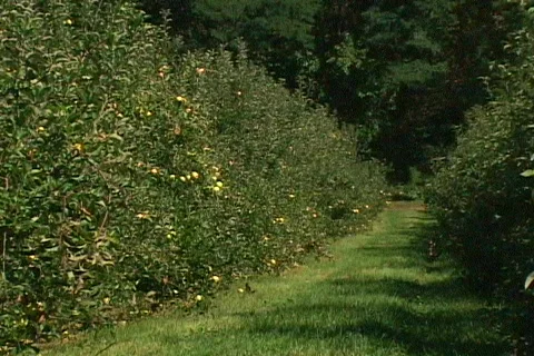 Apple orchard 動画素材 85501