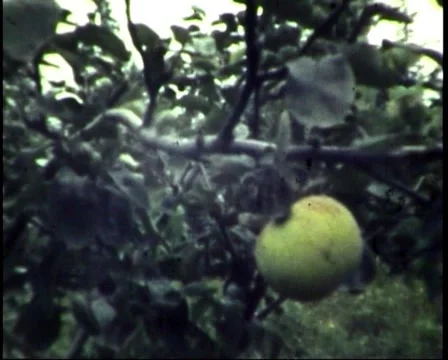 Apple orchard 库存影片 956779