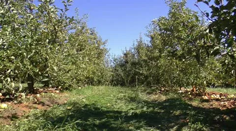 Apple orchard Video stock 12331015