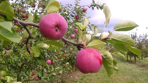 Apple orchard. Vídeo Stock 31550157