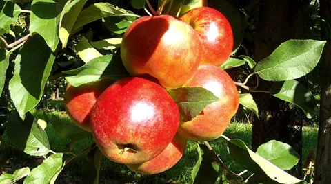 Apple orchard. Stock Footage 31737354