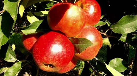 Apple orchard. Stock Footage 32701951