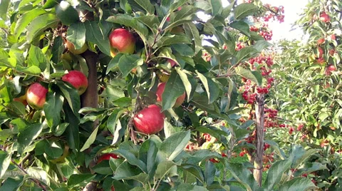 Apple orchard. Stock-Footage 32721894