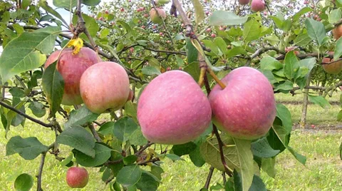 Apple orchard. Stock Footage 34441947
